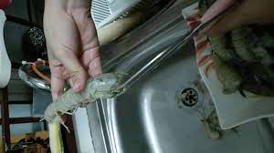 Cara siang udang lipan (mantis shrimp) saya nak kongsikan kepada anda, yang mungkin nak tahu cara nak menyiang udang lipan, atau mengupas kulit udang ini yang agak keras. Cara Siang Udang Lipan Udang Ketak Youtube