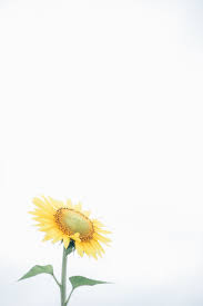 1001+ ideas for a gorgeous aesthetic wallpaper for phone and laptop. Himawari Sunflower Wallpaper Minimal Photography Minimalist Flowers