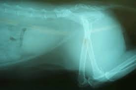 The anatomy of the domestic cat is similar to that of other members of the genus felis. Tails That Are Broken Feline Mar Vista Animal Medical Center