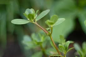 Purslane smells like lettuce and spurge smells sharp and strong. Wonderfully Wild Purselane Clean