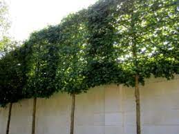 Sound waves technology has been applied to different plants. Can Trees Reduce Noise Pollution Perfect Plants
