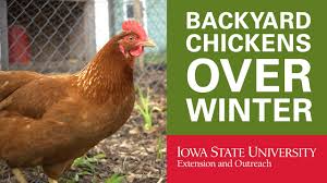 Backyard Chickens How To Keep Your Chickens In Winter Youtube
