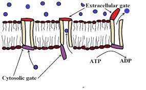 Passive Diffusion Vs Active Transport Examples And Differences Extracellular Fluid Macromolecules Facilitated Diffusion