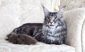 Banyak para adopter dan cat lover yang bertanya kepada kami, apa makanan terbaik untuk maine coon ? Harga Kucing Maine Coon Asli Mix Persia Terbaru 2021