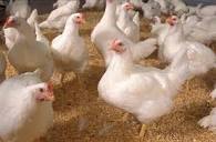 Top Poultry Farms in Hanumanthappa Circle - Best Chicken Farms ...