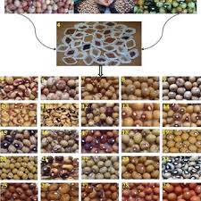 Pdf Phenotypic Characterization Of Diverse Bambara Groundnut Vigna Subterranea L Verdc Germplasm Collections Through Seed Morphology