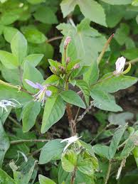 Image result for Cleome rutidosperma