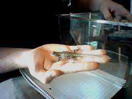 Eastern Fence Lizard Care Sheet