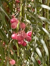 Image result for Schinus molle