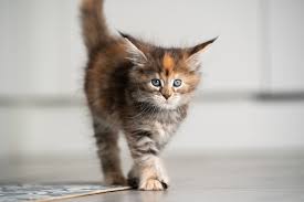 We specialize in european maine coon cats. Calico Maine Coon Cat Breed Info Pictures Temperament Traits Excitedcats