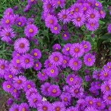 Maybe you would like to learn more about one of these? New England Aster Seeds Flower Seeds In Packets Bulk Eden Brothers