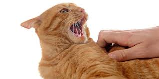 Kedi Bir Ruyada Saldirir Ve Isirir Bir Kedi Isiriginin Ruyasi Nedir Kedi Bacagi Isirir