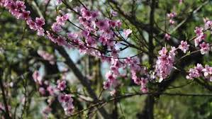 We did not find results for: 12 Flowering Trees For Hot Climates Gardening Channel