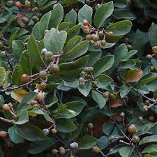 Image result for Grewia retinervis