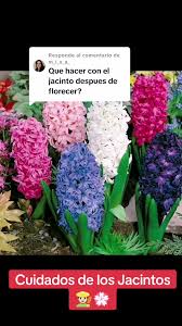 Cuidados y recomendaciones de los jacintos