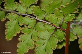 Image result for Cheilanthes similis
