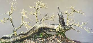 Image result for Premna senensis