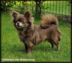 Schoko Chihuahua Hundin Tiere Hund Hunde Chihuahua
