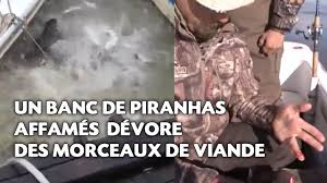 « piranha » est une appellation générique utilisée pour désigner plus de 35 espèces, regroupées dans les genres pygocentrus et serrasalmus. Un Banc De Piranhas Affames Devore Des Morceaux De Viande Video Dailymotion