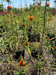 Image result for Leonotis