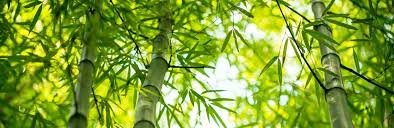Black bamboo phyllostachys nigra screen hedge garden patio 2l potted uk nursery. How To Grow And Care For Bamboo Lovethegarden