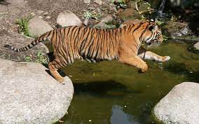Native ungulates are the favourite. Tiger Predators Tiger Facts And Information