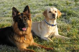 Shipped worldwide with 10 year health guarantee. German Shepherd Golden Retriever Mix The Ultimate Family Dog Perfect Dog Breeds