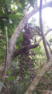 Image result for Sorindeia