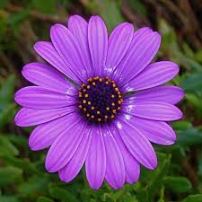 Get the best deals on bonsai seeds. Gazania Tulip Sunflower Seeds Jack Seeds