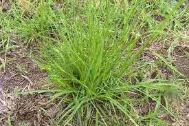 Image result for Sporobolus stapfianus