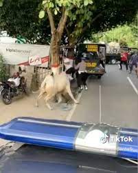 28 9k 個讚 1 106 則留言 instagram 上的medan talk medantalk sapi siapa lepas video istimewah i 2020
