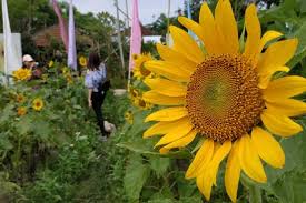 Gambar mewarnai bunga matahari sungguh menarik untuk diwarnai, selain bentuknya yang indah warnanya pun sungguh cantik. Contoh Gambar Cara Mewarnai Gambar Bunga Matahari Kataucap