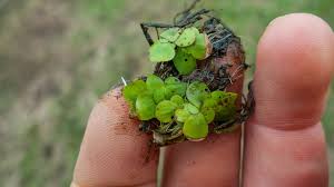 Image result for Spirodela