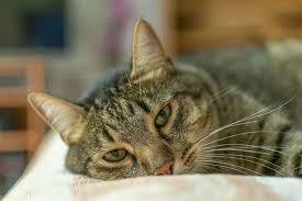 Magenschleimhautentzundung Bei Katzen Gastritis Zooplus