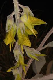 Image result for Crotalaria torrei