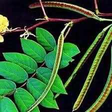 Image result for Senna occidentalis