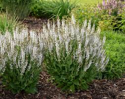 This plant company focuses on high quality plants with superb flowering, growth habit, disease enjoy our hassle free ordering process, quick delivery, and no mess in your car! Three Dogs In A Garden New Plant Introductions For 2020 From Proven Winners