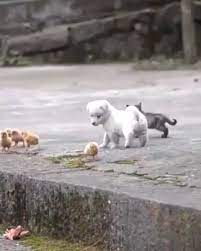 very cute puppy video very cute puppies cute baby animals puppies
