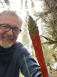 Le figlie del vento Tillandsioideae