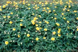 Image result for Arachis
