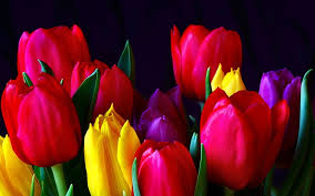 Yellow tulips on a red background. Red Purple And Yellow Tulips Flowers Tulip Colorful Flower Red Hd Wallpaper Wallpaperbetter