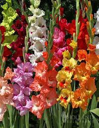Mixed Gladiolus Value Bag Gladiolus Bulbs Bulb Flowers Gladiolus