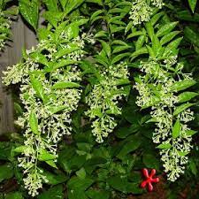It flowers on and off all year. Night Blooming Jasmine Night Blooming Fragrant Flowers Garden Vines