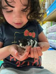 got a ferret for sale if anybody is interested