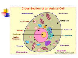 Check spelling or type a new query. Ppt Life Science Grade 6 Powerpoint Presentation Free Download Id 5144633