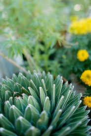 I don't want my flower beds and yard to only have one. Top Deer Resistant Plants For Your Region Better Homes Gardens