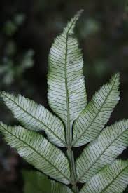 Image result for Lomariopsidaceae