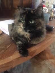 Maybe you would like to learn more about one of these? 33 Beste Ideeen Over Kimchie Ragdoll Black Tortie Solid Kittens Katten Baby Dieren