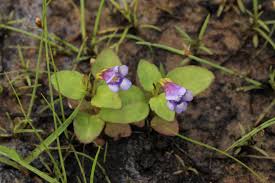 Image result for Linderniaceae