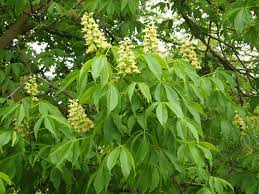 The leaves release an unpleasant odor when crushed. Ohio State Fans 7 Things To Know About Growing An Ohio Buckeye Tree Cfaes